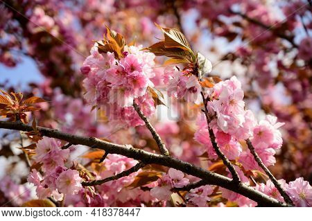 Japanese Cherry Blossoms Close Up In My Garden