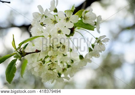 Tree Blossoms The Very Nice White Spring Flower Close Up