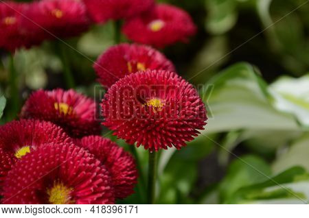 Beautiful Red Bellis Perennis Pomponette Flower In The Garden