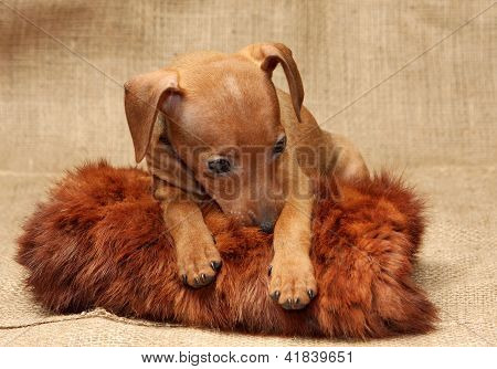 Lille Pinscher hvalp