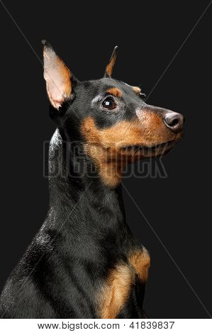 Lille Pinscher hvalp