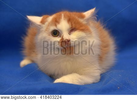 Small Red And White Kitten One-eyed Disabled