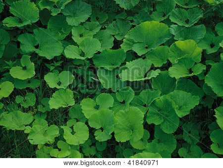 Landscape Image - Seasons Nature