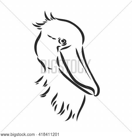 Hand Drawn Sketch Style Shoebill. Vector Illustration Isolated On White Background.