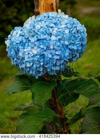 Blue Flower Known As Hortensia, Penny Mac Or Bigleaf, French, Lacecap Or Mophead Hydrangea,  (hydran