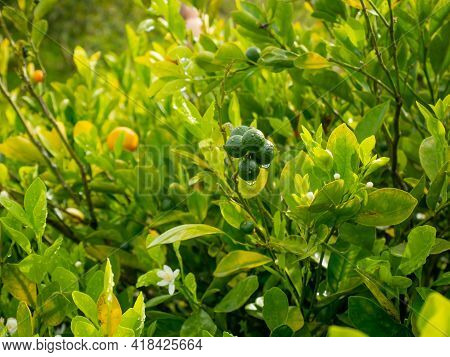 The Lemon (citrus Limon), The Plant With Some Fruits Hanging In The Garden