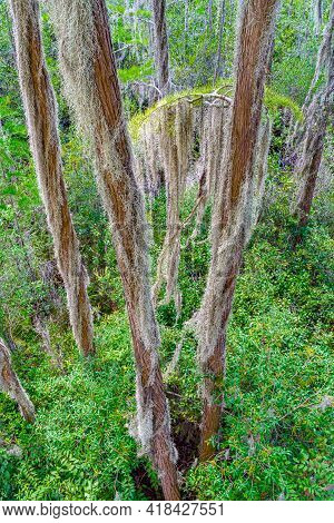 Forest Swamp Land In Okefenokee Swamp Park, Southern Georgia.