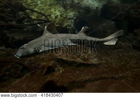 The Horn Shark (heterodontus Francisci) In Aquarium.
