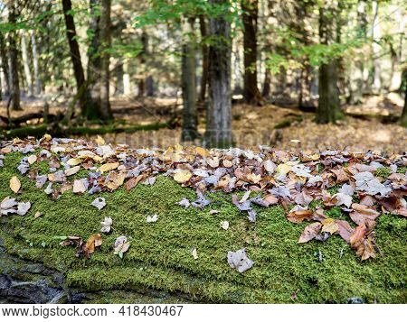 Clear Creek State Park Near Clarion, Pennsylvania In The Fall With The Fallen Leaves And Fall Foliag