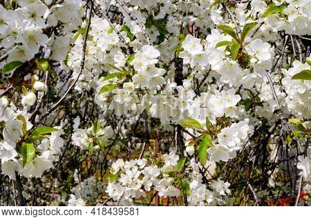 Tree Blossoms The Very Nice White Sprinmg Flower Close Up