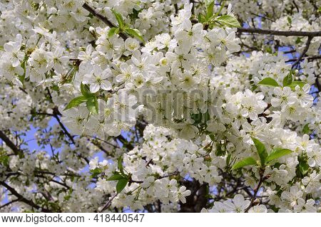 Tree Blossoms The Very Nice White Spring Flower Close Up