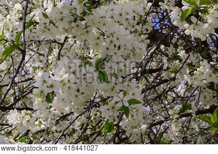 Tree Blossoms The Very Nice White Spring Flower Close Up