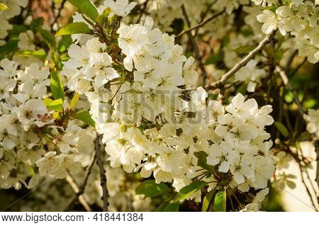 Tree Blossoms The Very Nice White Spring Flower Close Up
