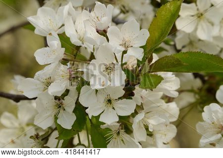Tre Blossoms The Very Nice White Spring Flower Close Up
