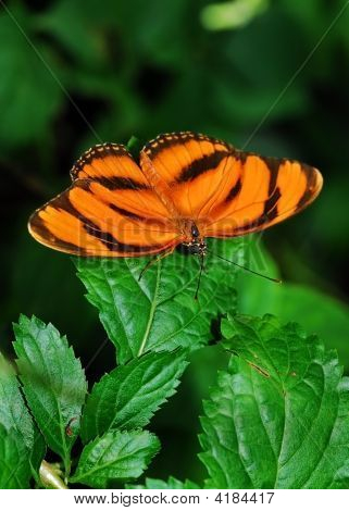 Mariposa