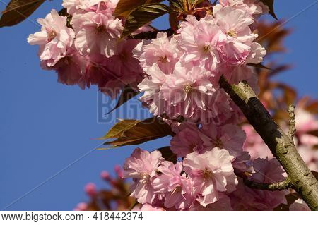 Japanese Cherry Blossoms The Nice Pink Spring Flower
