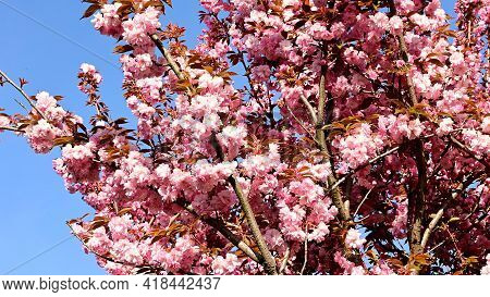 Ja Panese Cherry The Very Nice Pink Spring Flower Close Up