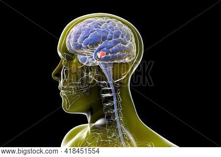 Black Substance Of The Midbrain, 3d Illustration. Black Substance Regulates Movement And Reward, Its