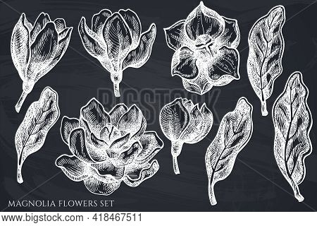 Vector Set Of Hand Drawn Chalk Magnolia Flowers Stock Illustration