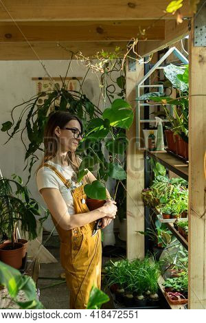 Plant Care Hobby: Young Freelance Gardener Or Florist Girl In Overalls Hold Flowerpot With Mostera P