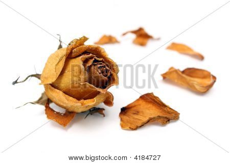Rosa appassita