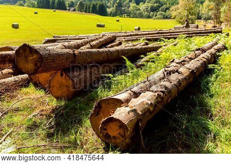 Logs Of Wood Lays On Glade In Forest. Pile Of Wood Logs On The Edge Of The Forest. Logging Industry.