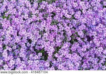 Small Pink Phlox Flowers Close Up, Bright Wallpaper. Pink Moss Phlox. Phlox Subulata Pink Flowers