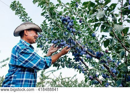Side View Of A Senior Farmer Checking The Plups In His Orchard, Farmer Or Agronomist Examining And P