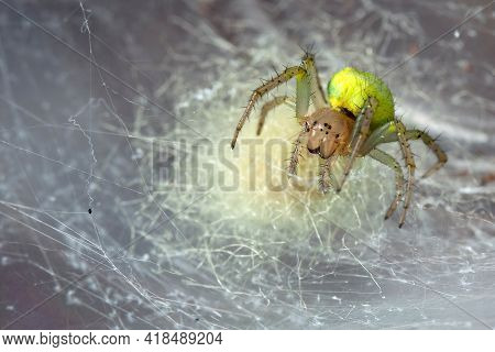 Yellow Araniella Cucurbitina Spider In The Own Cobweb