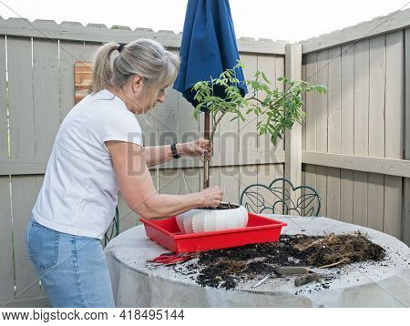 Senior Woman Potting Wisteria Bonsai Tree