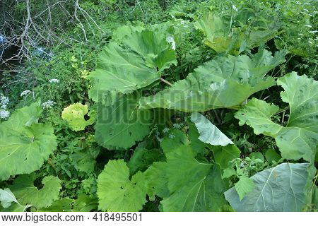 Inflorescences Of Butterbur, Pestilence Wort, Petasites Hybridus