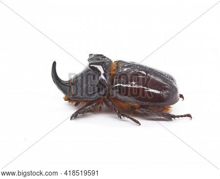 European Rhinoceros Beetle (orycles Nasicornis )on White Background