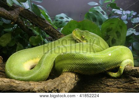 Green Tree Python