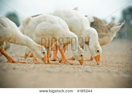 Gänse