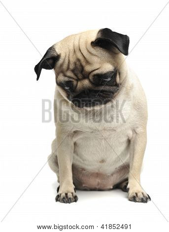 Mops, hund