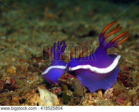 A Pair Of Hypselodoris Sp Nudibranchs Mating Boracay Philippines