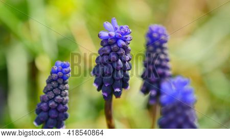 Muscari Neglectum In Spring, Blue Flowers Green Background