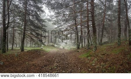 Panoramic Of Enchanted Forest With Stone Path That Leads To The Forest Clearing. Morcuera.