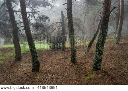 Enchanted Forest Environment With Clearing Between The Trees And Intense Fog. Morcuera Madrid.