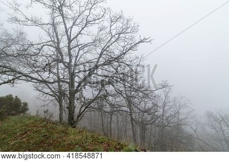 Mountain Landscape With Fog, Silhouette Of Trees And Lonely Low Visibility Environment. Morcuera Mad