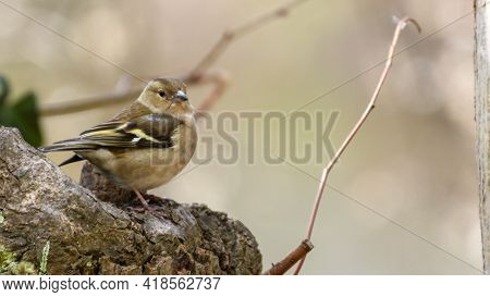 Light Brown Female Chaffinch (fringilla Coelebs) Sitting On The Tree Trunk With Blurred Background. 