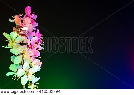 Multiple Mirabelle Plum Plowers Blooming In Uv. Side Composition With Copy Space. White Flowers Illu