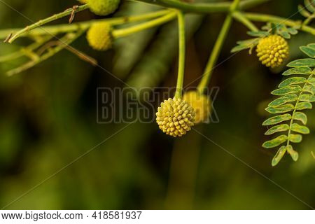 A Closeup Ball Shape Flower Versatile Nitrogen Fixing Tree Leucaena Leucocephala