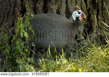 The Helmeted Guineafowl (numida Meleagris) In Zoo.