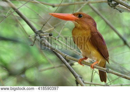 Close Up Of Ruddy Kingfisher While Hiding Itself From Hunter In Bamboo Bush During Migration Trip Th