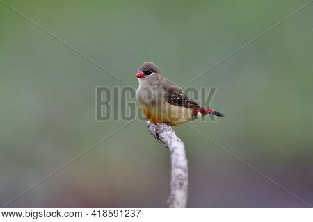 Red Avadavat Or Stewberry Finch In Female Form With Red Beaks Tail And Brown To Pale Body Happily Pe
