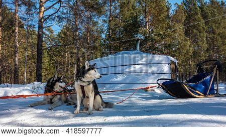 A Pair Of Siberian Huskies Are Harnessed And Resting On A Snowy Road. The Red Harness Is Taut. Behin