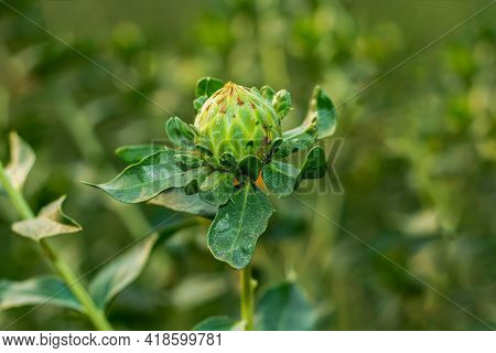 Amazing Green Thistle Flower Petals, Safflower Is An Important Seed Oil Crop With A Wide Range In Su