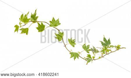 ivy isolated on a white background