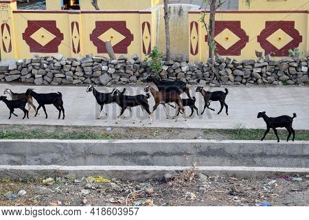 Stock Photo Of Group Of Black Color Goats Walking On Road In Indian Village In Afternoon At Gulbarga